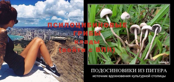 apvp Вяземский